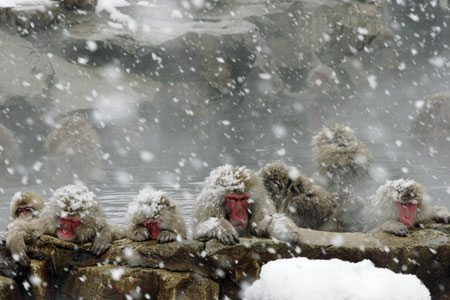 snowmonkeys2