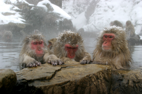 snowmonkeys