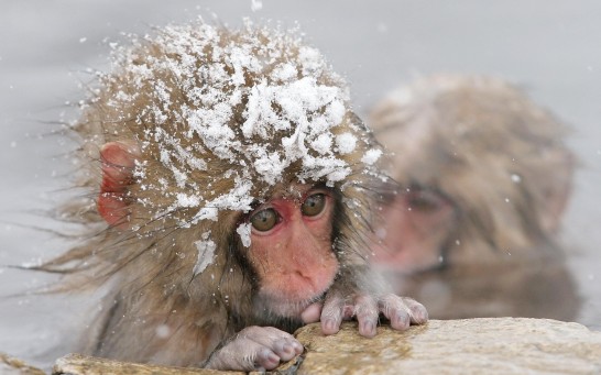 snow_monkey