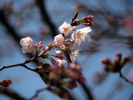 sakura-tsubomi