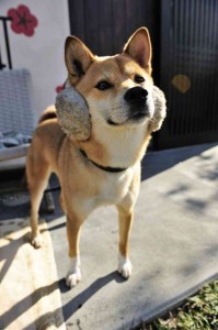 shiba2