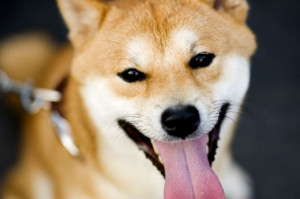 shiba3