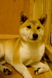 shiba