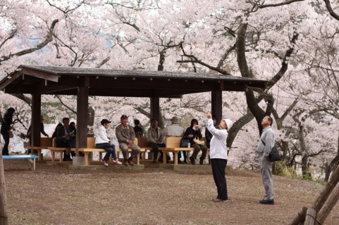 hanami